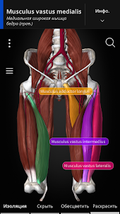 Anatomyka - 3D анатомия