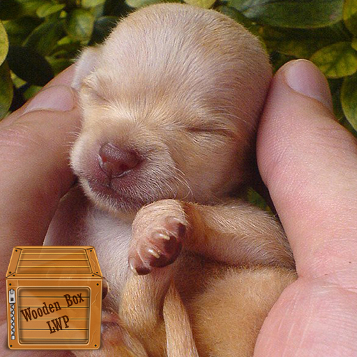 chihuahua dog wallpaper logo