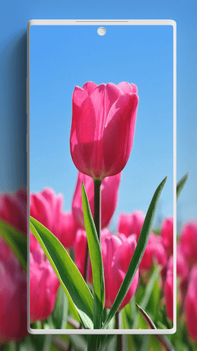 Screenshot of Tulip Wallpaper
