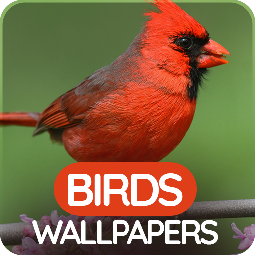 Wallpapers 4K with birds logo