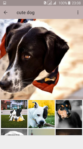 Best puppy  dog wallpaper