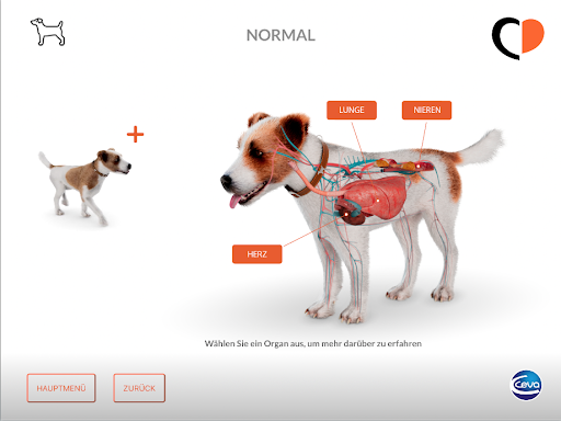Canine DMVD Screen 3