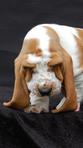 Android application basset wallpaper screenshort
