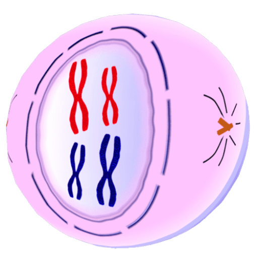 Cell%