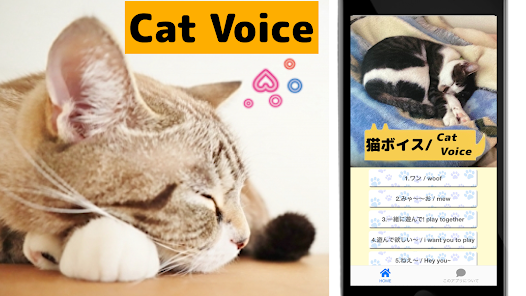cat sound voice translator 1