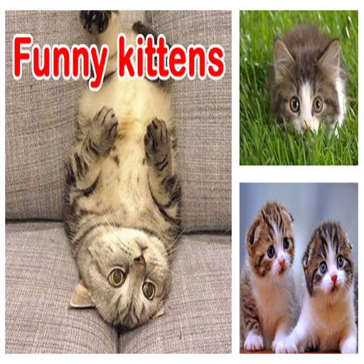 Funny Kittens logo
