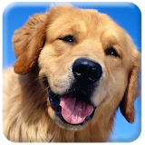 HD Dog Wallpaper icon