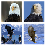 Bald Eagles Live Wallpaper icon
