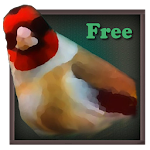 Cover Image of Download Birdquiz Free  APK