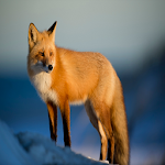 Cover Image of Download Fox Sounds 1.0 APK