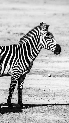 Android application zebra wallpaper screenshort