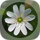 Mobile Flora - Wild Flowers विंडोज़ पर डाउनलोड करें
