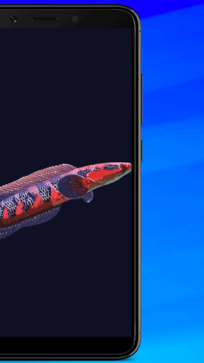 Channa Fish Wallpaper Live