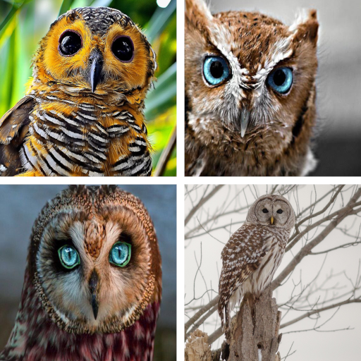 Owl HD Wallpapers - Apps on Google Play