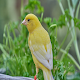 Canary Bird Sounds Download on Windows
