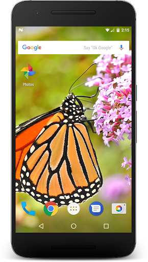 Android application Wild Butterfly Live Wallpaper screenshort
