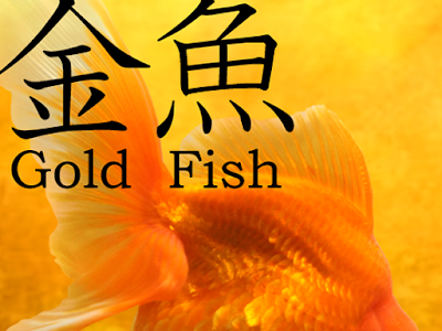 コンプリート！ 金魚 壁紙 178842-金魚 壁紙 高画質
