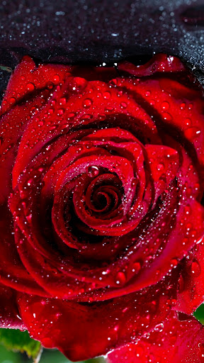 Red rose wallpaper
