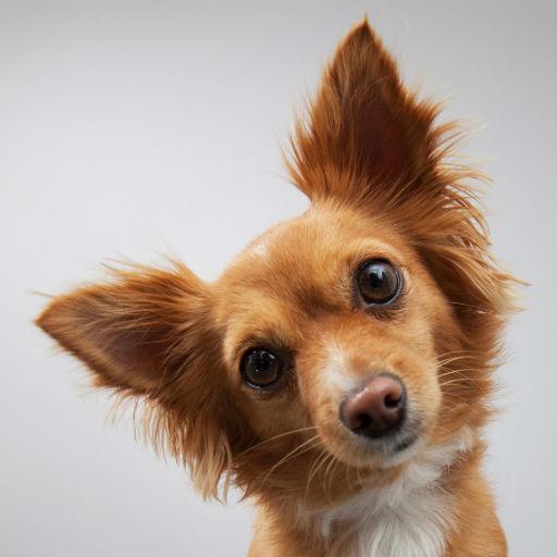 Dog sounds logo