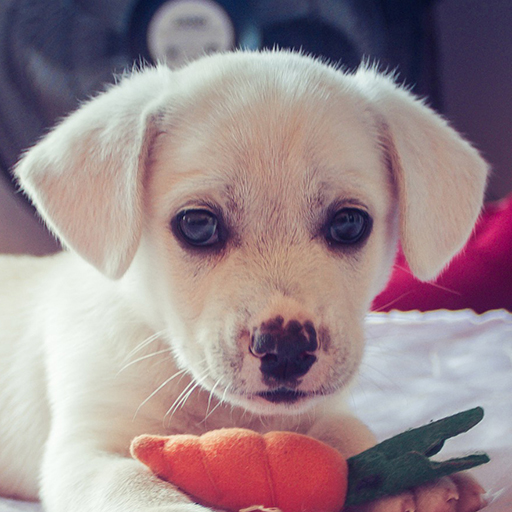 Dog Pics Collection logo