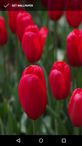 Tulip Wallpapers Screen 3