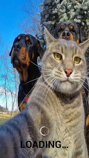 Android application Animal Ringtones screenshort