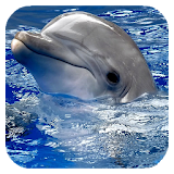 Dolphins. Live Video Wallpaper icon