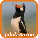 Pied Myna/Asian Pied Starling icon