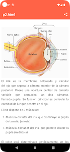 人眼解剖學