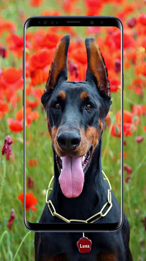 Doberman Dogs Wallpapers and Backgrounds