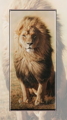 ライオンの壁紙のおすすめ画像1