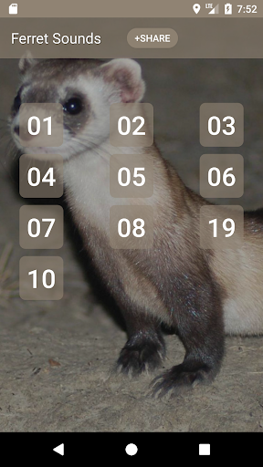 Android application Ferret Sounds screenshort
