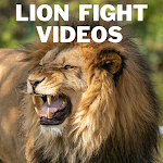 Cover Image of Download Lion Fight And Hunt Videos 9.4 APK
