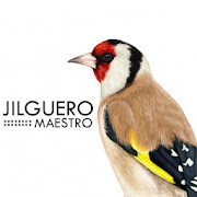Maestro Jilguero