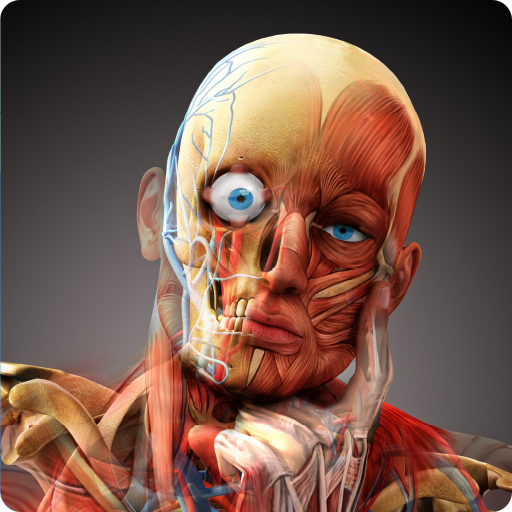 3D Human Anatomy Atlas Physiology Internal Organs
