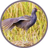 Watercock (Animal) Bird Sound icon