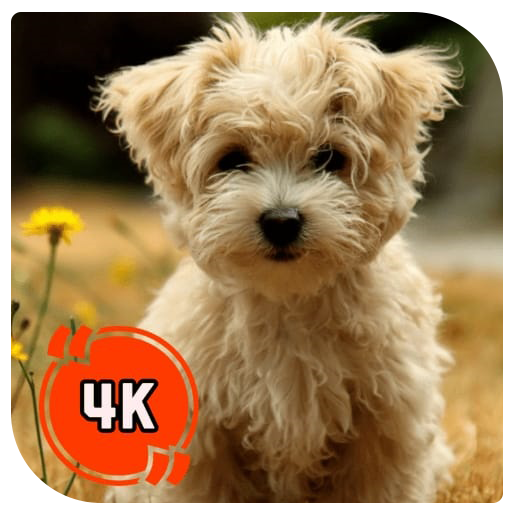 Dog cute wallpaper logo