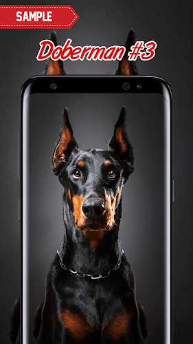Doberman Wallpaper - Latest version for Android - Download APK