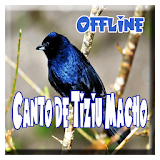 Canto de Tiziu Macho Offline icon