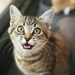 Cover Image of Télécharger Cat sounds  APK