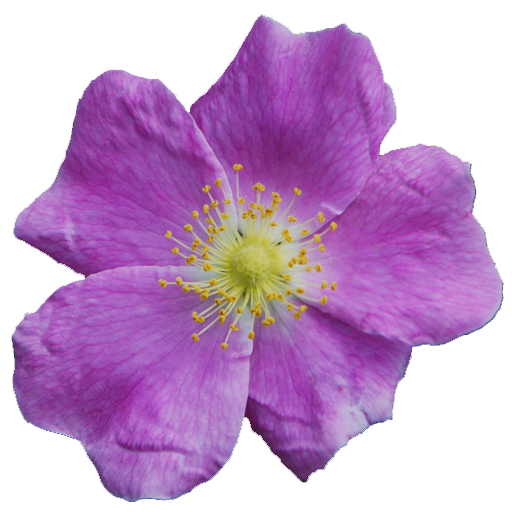 North Dakota Wildflowers logo