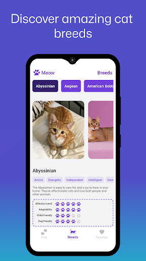 Meow - Cat Breeds and Voting
