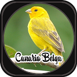 Canto de Canário Belga icon