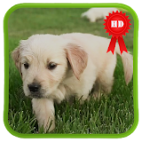 Cute Labrador Puppies LWP icon