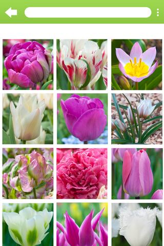 Info-Flowerbulbs Screen 3