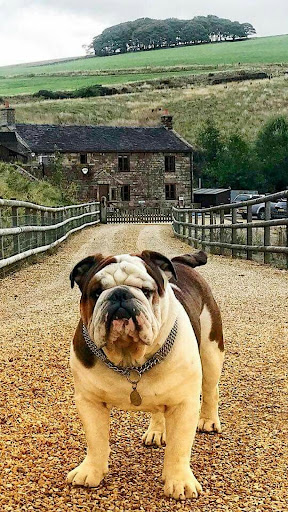 English Bulldog Screen 3