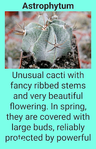 Magnificent cacti