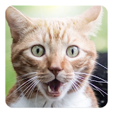 Cat kitty sound widget icon