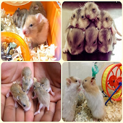 how to successfully breed hamsters