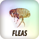 Fleas icon